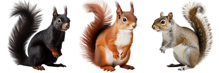 squirrel collection (red, brown grey, black), animal bundle isolated on a white background as transparent PNG - obrazy, fototapety, plakaty