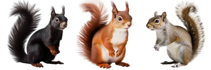 Fotobehang squirrel collection (red, brown grey, black), animal bundle isolated on a white background as transparent PNG © Flowal93