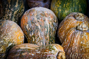 Kürbis, Torsten, Cucurbita Moschata, asiatische Butternut, Speisekürbis, Kürbisernte,...