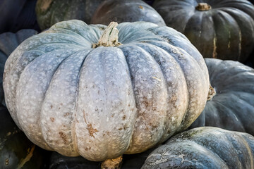 Kürbis, Moranga Coroa, Cucurbita Maxima, Speisekürbis, Kürbisernte, Kürbismarkt, Kürbisfest,...
