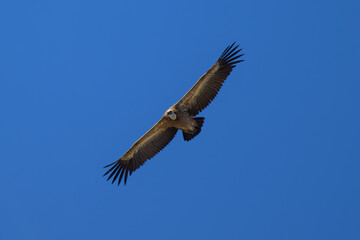 Buitre Leonado ibérico