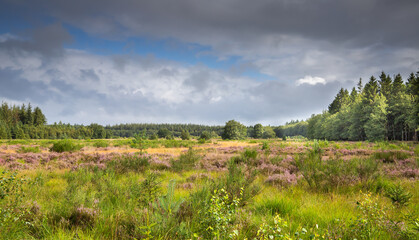 View over the heathland of Boswachterij Grolloo with shrubs and flowering heather, Calluna...