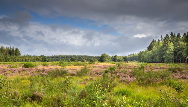View over the heathland of Boswachterij Grolloo with shrubs and flowering heather, Calluna vulgaris, surrounded by production forests with conifers against a sky with dark clouds