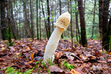 Close up of a Common Stinkhorn, Phallus impudicus, growing on a nutrient-poor sandy forest floor...