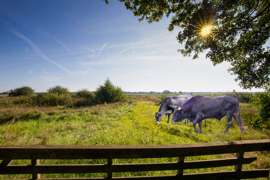 Wide natural landscape with Sayaguesa bull and cows used for nature conservation in the Dutch province of Drenthe against a background of blue sky and sunbeams through foliage