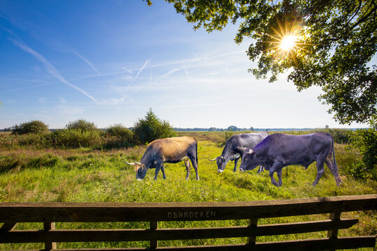 Wide natural landscape with Sayaguesa bull and cows used for nature conservation in the Dutch province of Drenthe against a background of blue sky and sunbeams through foliage