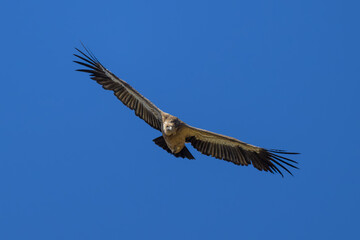 Buitre Leonado ibérico