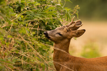 portrait d'un chevreuil mangeant des brindilles de végétation © Fredstock51