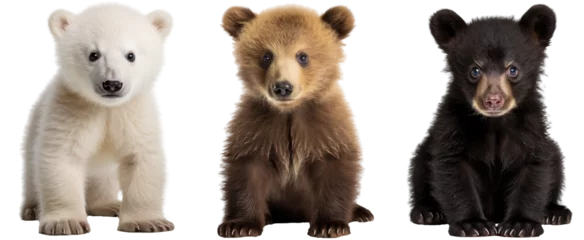 Foto op Aluminium baby bear collection (polar, grizzly, black), animal bundle isolated on a white background as transparent PNG © Flowal93