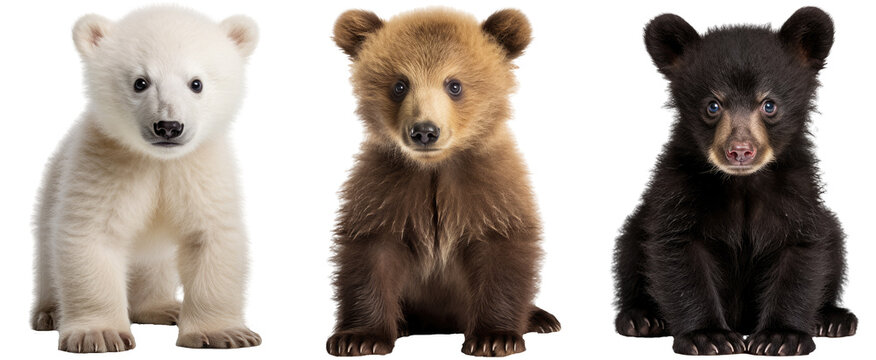 baby bear collection (polar, grizzly, black), animal bundle isolated on a white background as transparent PNG