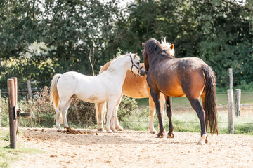 Obraz premium Horses living their best life in the paddock paradise track system 