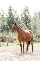 Horses living their best life in the paddock paradise track system brown lusitano mare