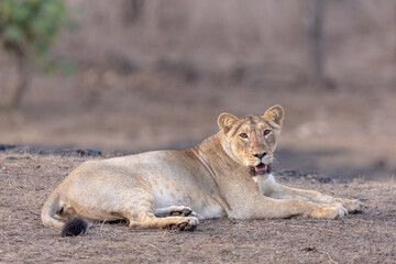 Lioness Photographed In Golden Hour 