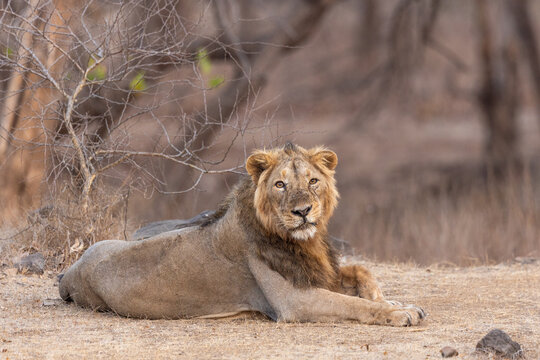 Asiatic Lion Photographed At Gir National Park