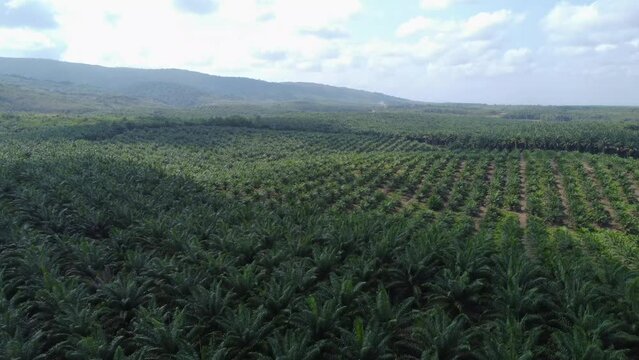 Aerial view of a very large oil palm plantation with a mountain background