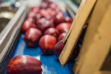 automatic line for selecting apples for further sale