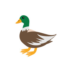 Cute duck with green head standing. Vector illustration isolated on white background. Farm animal