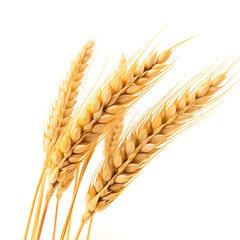 wheat ears isolated on white