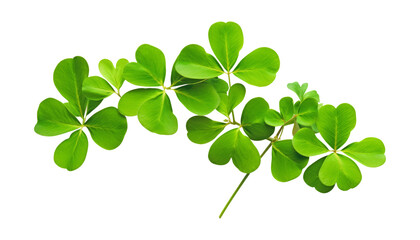 four leaf clover isolated on transparent background cutout - Powered by Adobe