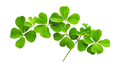 four leaf clover isolated on transparent background cutout