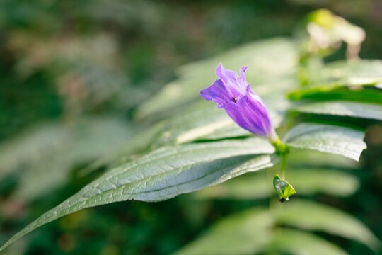 Tojad (Aconitum L.)