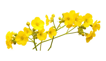 yellow daffodils isolated on transparent background cutout - obrazy, fototapety, plakaty