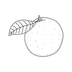 Mandarin, tangerine, clementine. Hand drawn sketch icon Isolated vector illustration in doodle line style