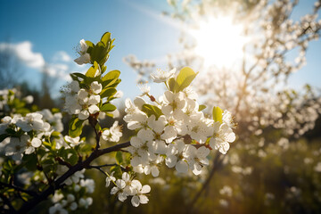 Obraz premium Beautiful blooming white flowers against the blue sky with sun rays. Nature background, for banner background.