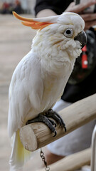 A cute white parrot looks from the side