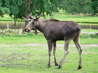 Naklejka na ściany i meble Elk bull in Scandinavia on a meadow with antlers. King of the forests in Sweden