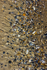 seashells underwater on the seashore that shimmers during the day