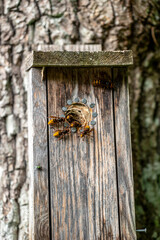 bee on the door, nacka,sverige,sweden.stockholm,Mats