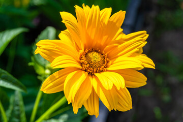Fine wild growing flower aster false sunflower on background meadow