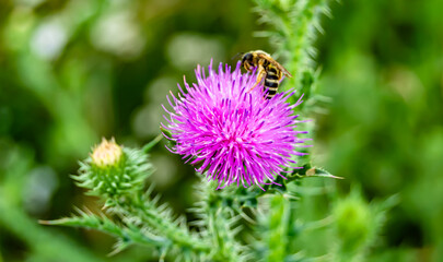 Beautiful wild flower winged bee on background foliage meadow