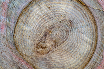 Beautiful wooden fracture old oak, natural texture close up
