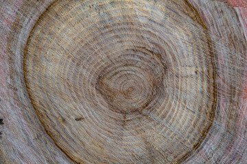 Beautiful wooden fracture old oak, natural texture close up