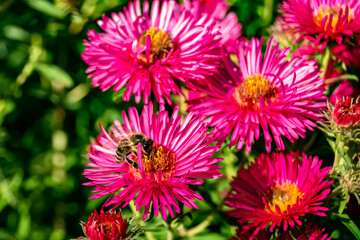 Beautiful wild flower winged bee on background foliage meadow