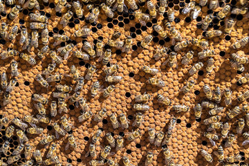 Abstract hexagon structure is honeycomb from bee hive filled