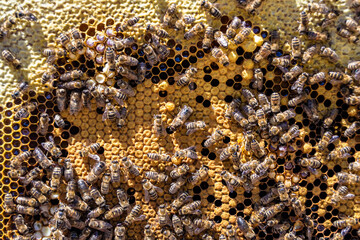 Abstract hexagon structure is honeycomb from bee hive filled
