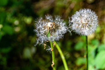 Beautiful wild growing flower seed dandelion on background meadow