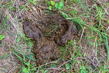 Photography on theme fresh cow dung lies on manure animal farm