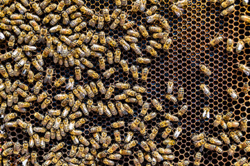 Abstract hexagon structure is honeycomb from bee hive filled