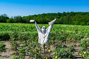 Scary scarecrow in garden discourages hungry birds