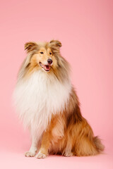 Cute Rough Collie dog on pink background