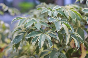 Variegated leaf of Octopus Tree or Umbrella Tree (Schefflera Actinophylla, Schefflera Arboricola Janine). Greenhouse plant for modern interior decoration. Exotic yellow and green leaves plant