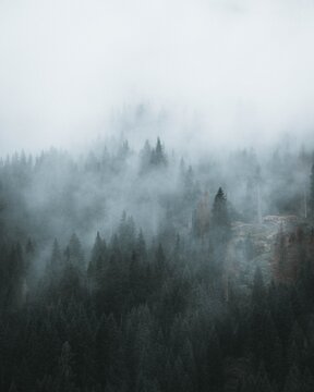 Fototapeta fog in the forest