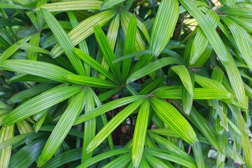 Broadleaf lady palm, Rhapis excelsa