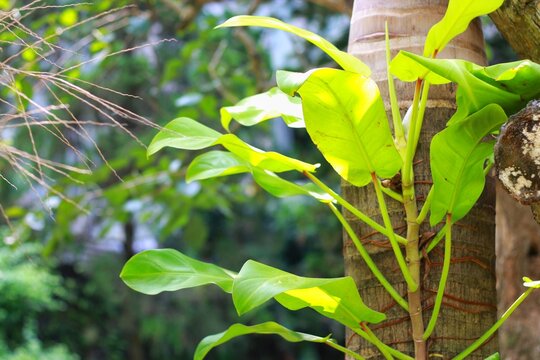Beautiful Philodendron Srigading Centong or commonly name Philodendron Lime Lemon or latin name Erubescens Gold. The leaves color just like Lemon or Lime