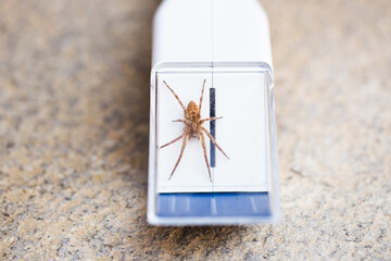 Nosferatu Spider Zoropsis spinimana