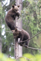 brown bear cub siblings in green forest